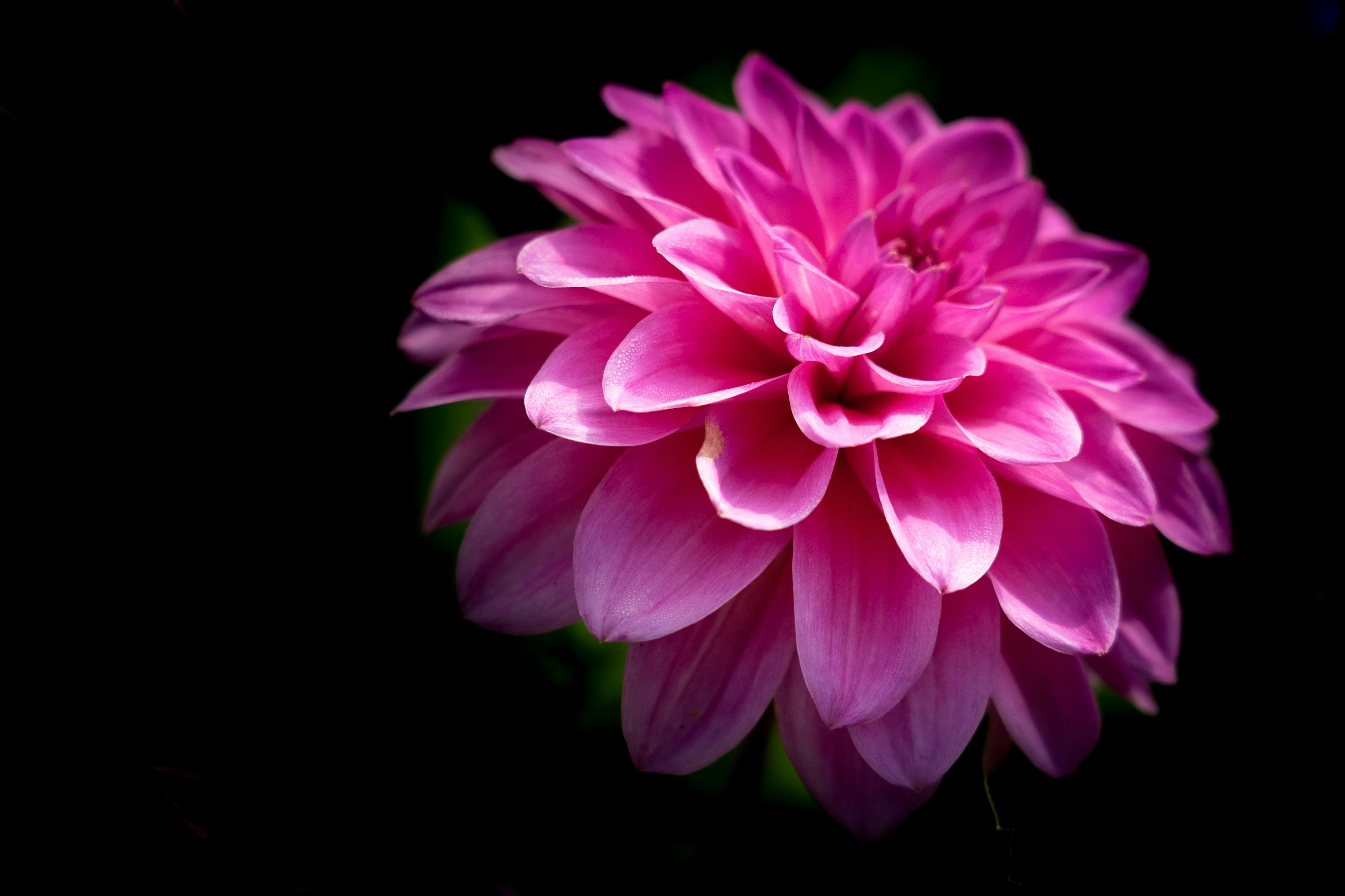 pink flower in black background